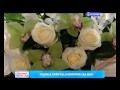 Secvente Trinitas Florile Sfantului Dimitrie Cel Nou 23 10 2015