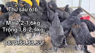 Thứ sáu 06/06