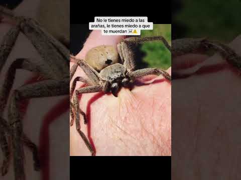 These are the truths about phobias PART 2 #shorts