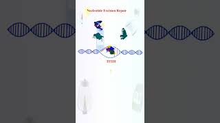 Download lagu Nucleotide Excision Repair mp3 Download lagu Nucleotide Excision Repair mp3