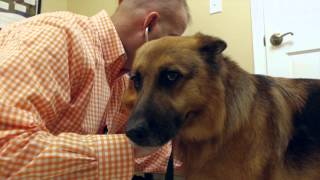 preview picture of video 'Fairlea Animal Hospital - Short | Lewisburg, WV'