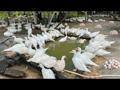 How to Raise 2000 Muscovy Ducks for Eggs - Muscovy Duck Farm