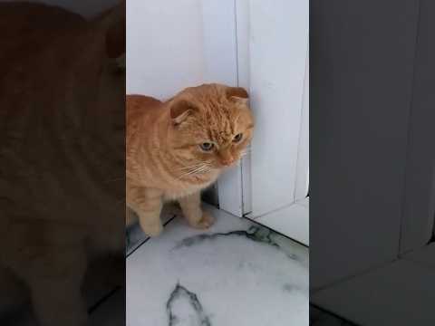 funny guest#cat #веселыекоты