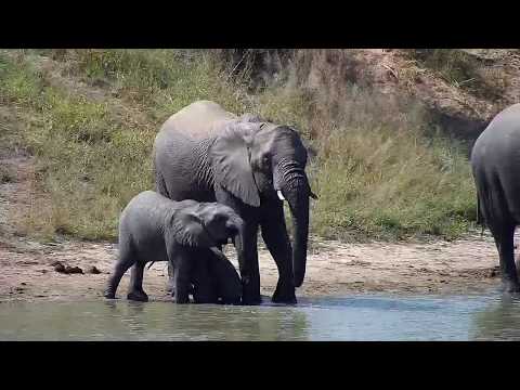 Djuma: Elephant herd enjoys a drink at the dam - 12:07 - 05/07/20