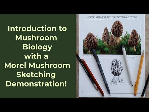 Learn About and Sketch Morel Mushrooms!
