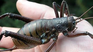 Download lagu Suara Gangsir (Jangkrik Besar) Asli dari Alam mp3 Download lagu Suara Gangsir (Jangkrik Besar) Asli dari Alam mp3