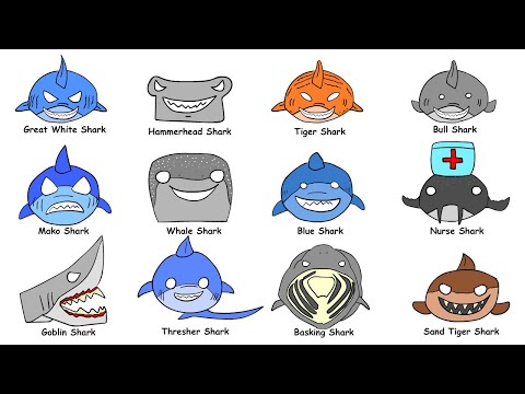 Every Shark Type Explained in 8 Minutes