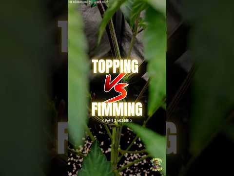 Topping vs. Fimming/FIMing: Which Training Technique Yields More Buds?
