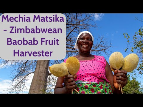 Mechia Matsika - Zimbabwean Baobab Fruit Harvester