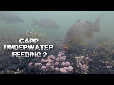 Carp underwater feeding 2