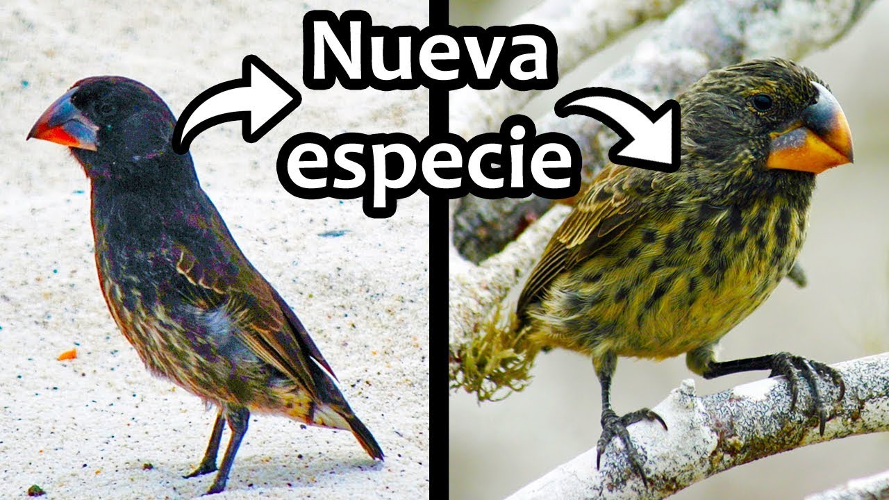 Especie evoluciona ante nuestros ojos | Noticias 4/12/2017