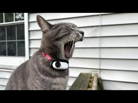 Découvrez le monde secret de votre chat à travers une caméra de