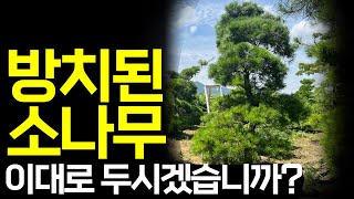 지금 내 땅에 방치된 소나무, 그대로 두면 돈 버리는 겁니다(후회주의).