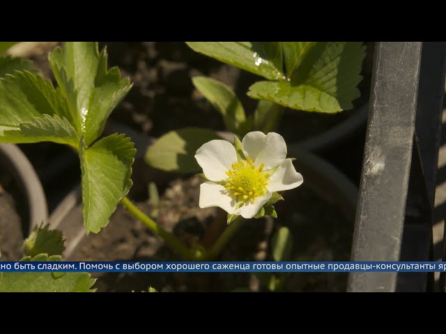 «Сады Сибири»: рецепт хорошего урожая