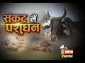 If This Situation Continues So We Will Seek For Cows In Future First India News