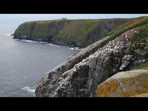 Visiting Cape St Mary's, Newfoundland, Canada, Aug 2, 2021 Video No 1