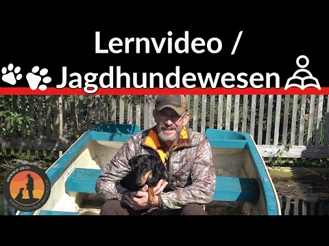 Entstehung der Jagdhunderassen | Hundeschule U.B.