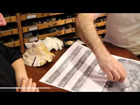 Sammlungen der Geowissenschaften I / Naturwissenschaften (4/9)