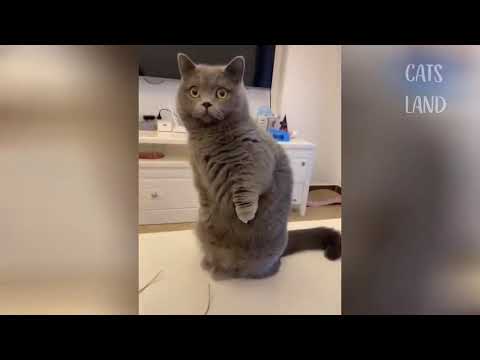 OMG So Cute Cats ❤ Best Funny Cat Videos || Nimra TV