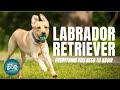 Labrador Retriever Dog Breed Guide | Dogs 101 Labrador Retriever