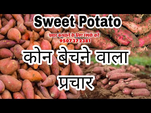 sweet potato Advertising कोन बेचने वाला नया प्रचार कैसेट/कोन का फेरी करने वाला प्रचार,नया प्रचार