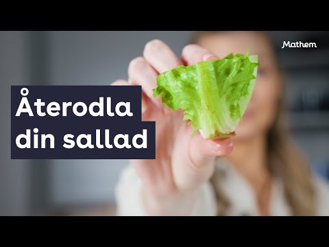 Återodla salladsstammen | Mathem