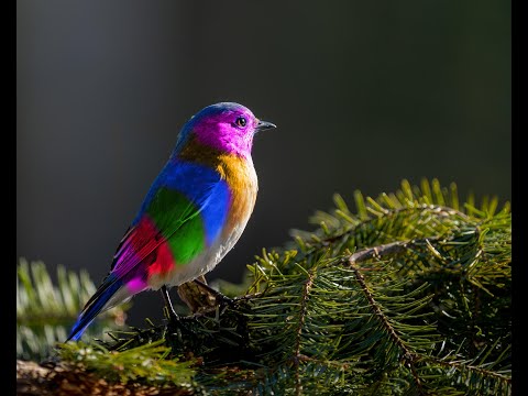 History Panel, History Brush and History Snapshot in Photoshop