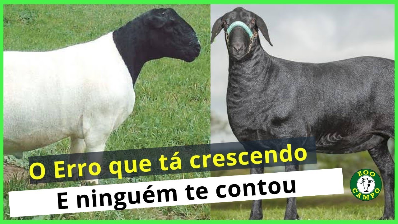 Não cruze Santa Inês com Dorper sem antes de ver esse video