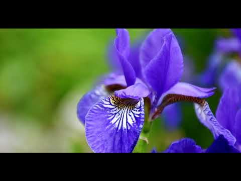 Terme di Firenze - Bellezza, Medici e Speziali