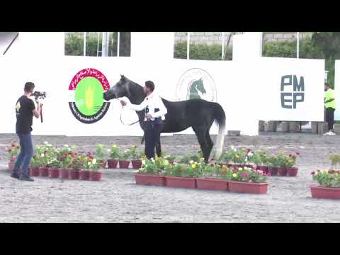 N 46 ASLAN J   Syrian National Championship 2024   Colts 3 Years Old Class 6