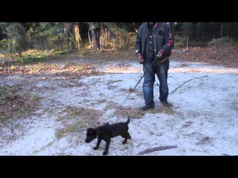 how to teach a puppy to bite a neutral suspects