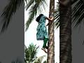 Fearless Coconut Climber Girl Climbs Tall Tree Like A Pro Incredible Village Skills Ai Video