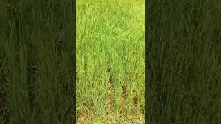Download lagu Desi rice for normal delivery mp3 Download lagu Desi rice for normal delivery mp3