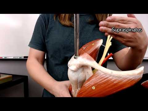 Shoulder Muscles with Actions (glenohumeral joint)