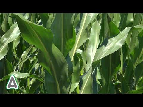 ADAMA Sfatul Fermierului pentru o cultura reusita