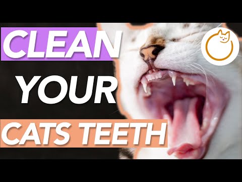 How to Care for Your Cats Teeth - What Causes SMELLY Breath?!!