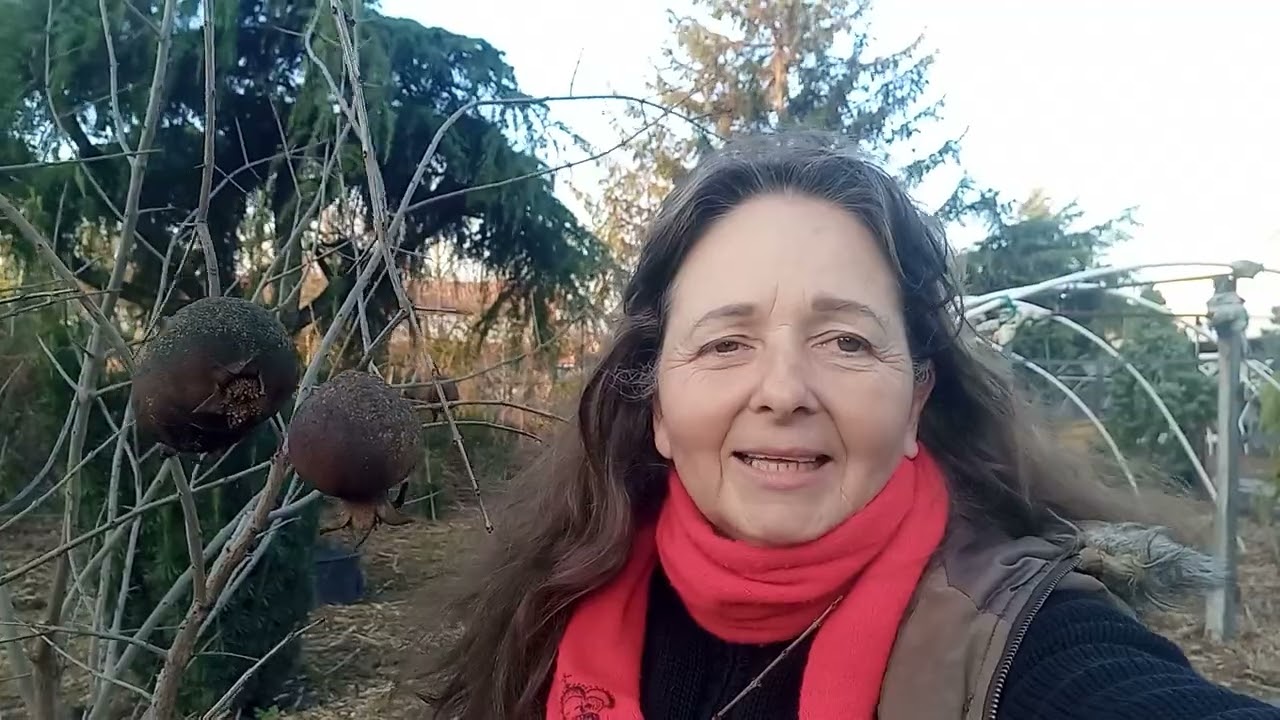 Termő gránátalma palánta akció Szeged