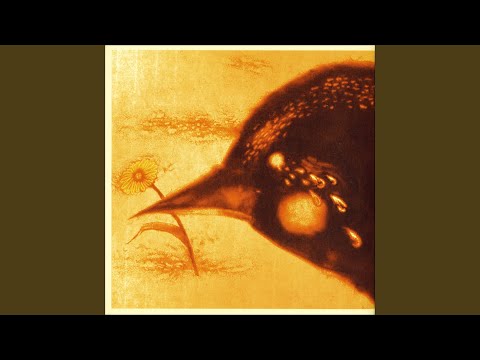 鉢植えのキンレンカ:ベランダであっという間にカラフルに 植物