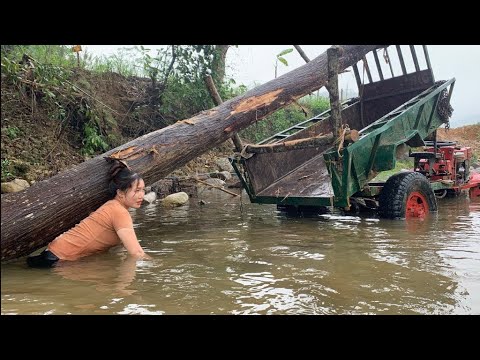 agricultural vehicle transporting wood this is the full video of tree harvesting thanks for watching