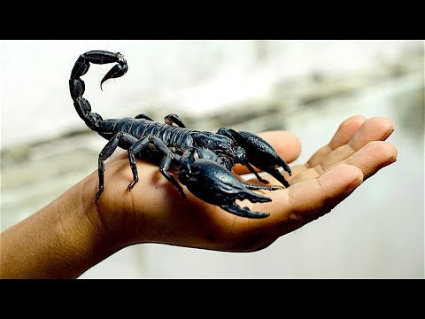 image-How many species are there of scorpions?