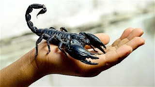 6 Worst Scorpions in the World