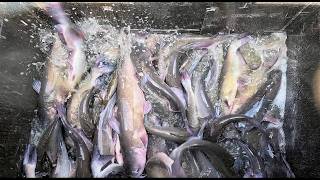 8/13/26 STOCKING BIG TILAPIA & IMPERIAL CATFISH AT SANTA ANA RIVER LAKES