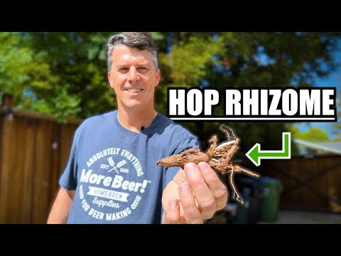 How to PLANT RHIZOMES to GROW YOUR OWN HOPS! | MoreBeer!