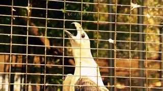 preview picture of video 'Changeable Hawk Eagle of Indonesia in Asia'