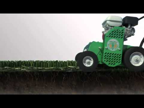 ARIEGGIATORE BILLY GOAT