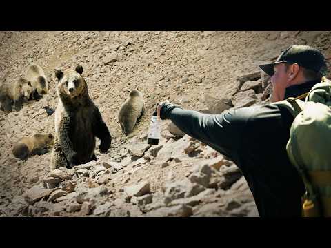 Face to Face With  40 Grizzly Bears!