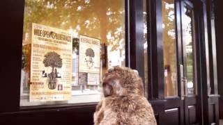 IBMA 2016 Come Dance