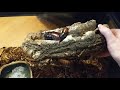 Madagascar hissing cockroach amp Domino ro