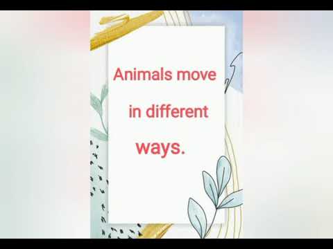Kg2 Science- Movements of Animals