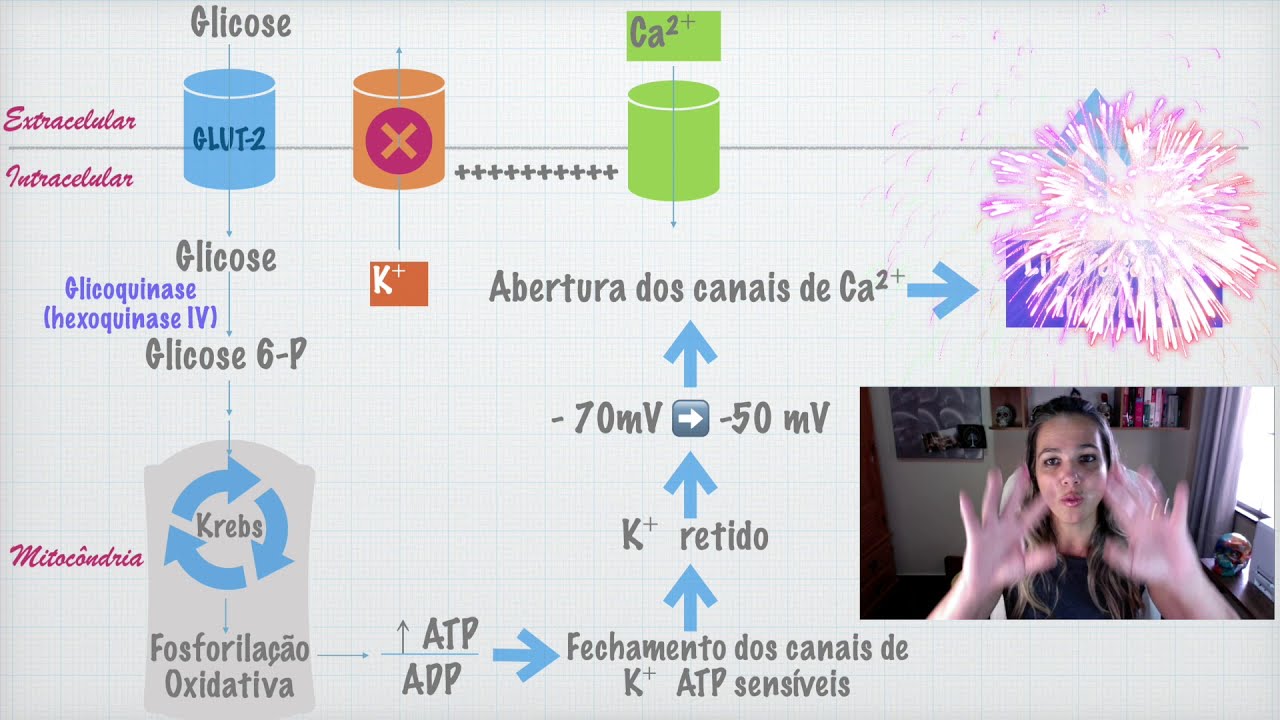 Secreção da Insulina Parte 1